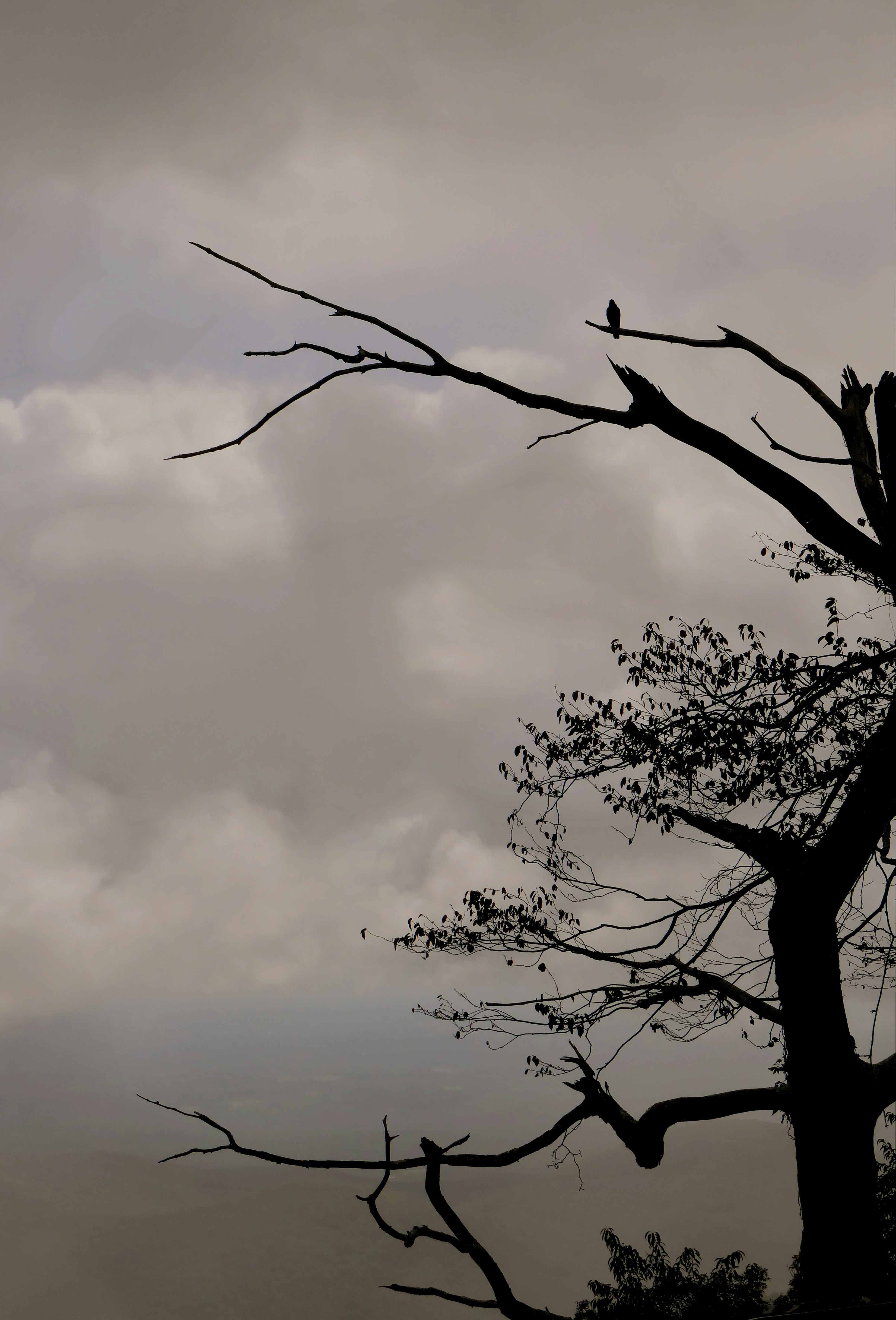 Silhouette of a tree against a cloudy sky by Patti Black on Unsplash